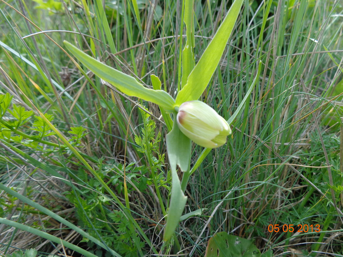 Eine botanische Meeresreise – Bulgarien